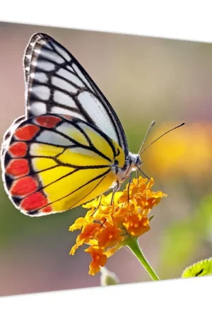 Wyprzedaż Schilderij - Vliender op bloem