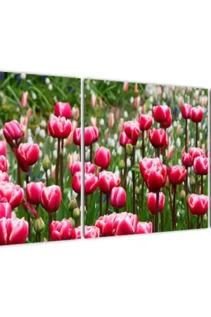 Schilderij - Tulpen Niska cena