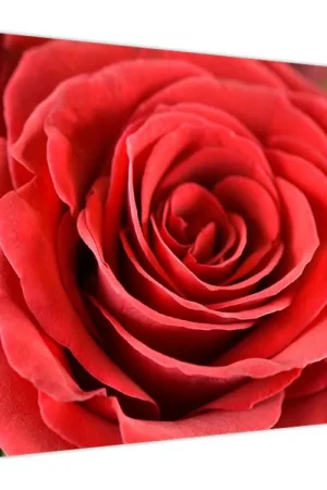 Schilderij - Rozenbloesem Ostatnia szansa