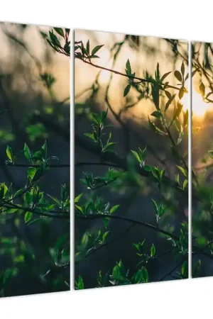 Promocja Schilderij - Zonneschijn door boomtakjes