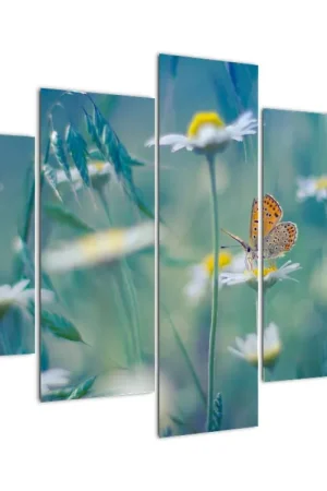 Schilderij - Vlinder op een madeliefje Niska cena