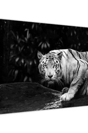 Schilderij - Albino tijger, zwart-wit Zwrot pieniędzy