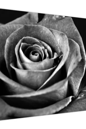 Schilderij - Roos, zwart-wit Promocja