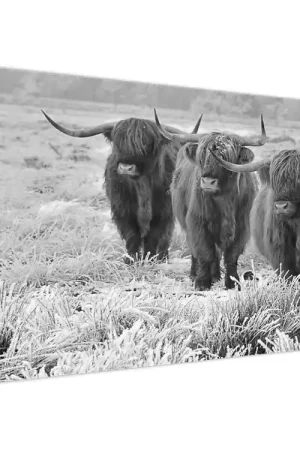 Darmowa dostawa Schilderij - Schotse hooglander, zwart-wit