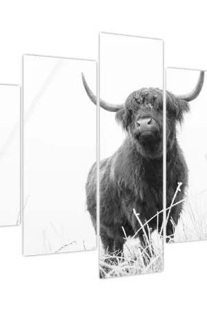 Oryginalny Schilderij - Schotse hooglander - koe 4, zwart-wit