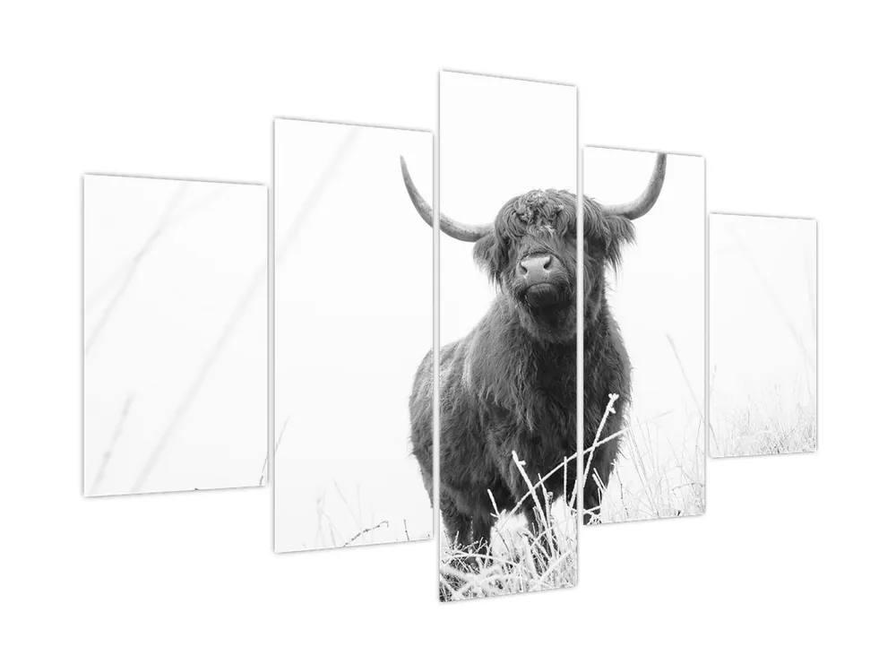 Oryginalny Schilderij - Schotse hooglander - koe 4, zwart-wit