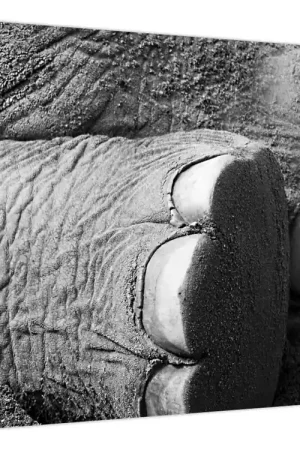 Najlepsza cena Schilderij - Olifantenpoot