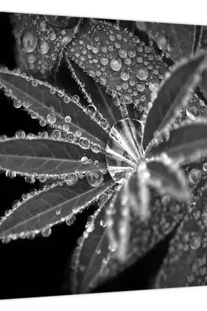 Schilderij - Druppels Szybka dostawa