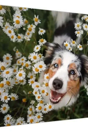 Popularny Schilderij - Australische herder