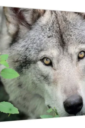 Zwrot pieniędzy Schilderij - Portret van een wolf