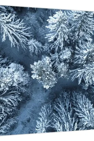 Wysoka jakość Schilderij - Besneeuwd bos