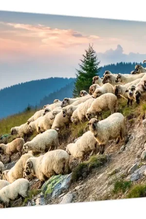 Schilderij - Een kudde schapen Tylko dziś