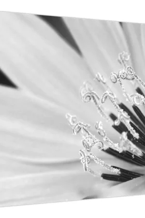 Schilderij - Zwart-witte bloem Wysoka jakość