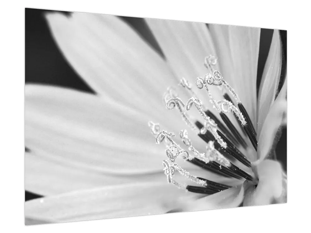 Schilderij - Zwart-witte bloem Wysoka jakość