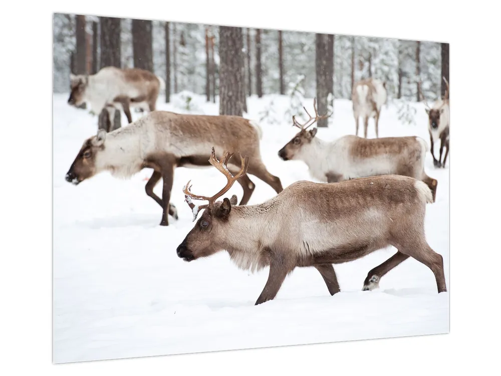 Schilderij - Rendier Nowość