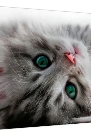 Schilderij - Kat met groene ogen Nowość