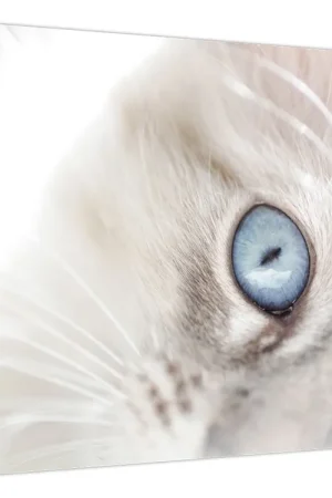 Oferta limitowana Schilderij - Kat met blauwe ogen