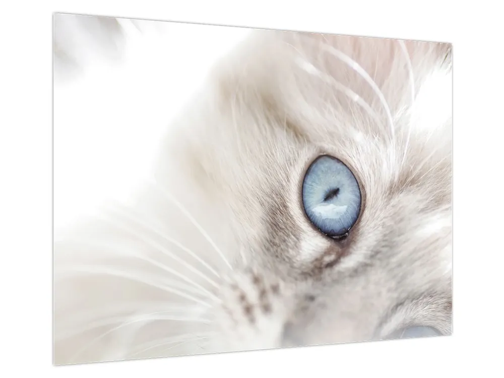 Oferta limitowana Schilderij - Kat met blauwe ogen