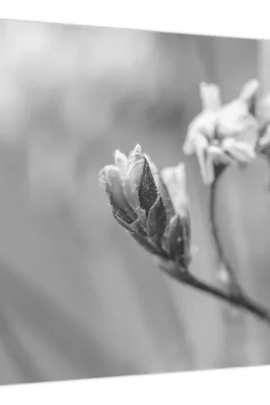 Tylko dziś Schilderij - Bloeiende bloem