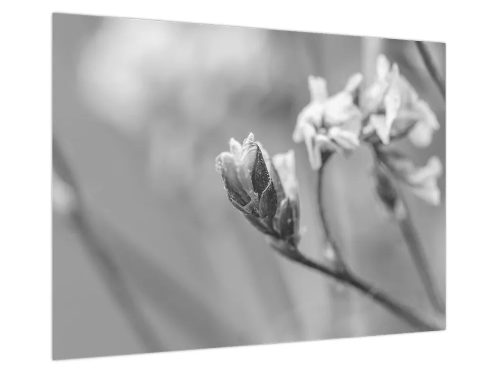 Tylko dziś Schilderij - Bloeiende bloem