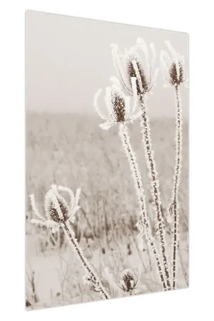 Szybka dostawa Schilderij - Distel in de winter