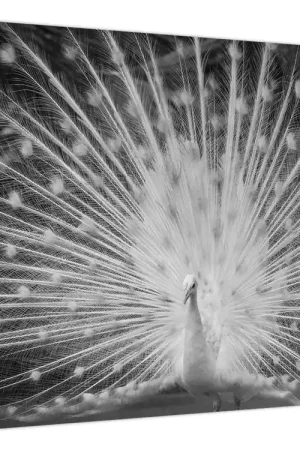 Schilderij - Witte pauw Tani