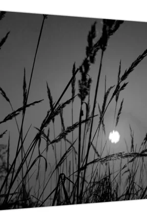 Schilderij - Weiland met zonsondergang Oferta