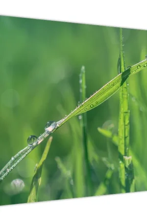 Schilderij - Dauwdruppels Kup teraz