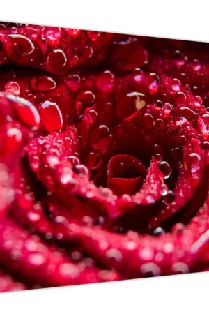 Darmowa dostawa Schilderij - Rode roos, bloesem