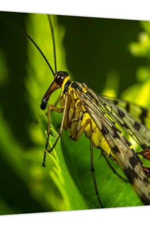 Kup teraz Schilderij - Insect