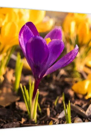 Schilderij - Paarse bloemen Oferta