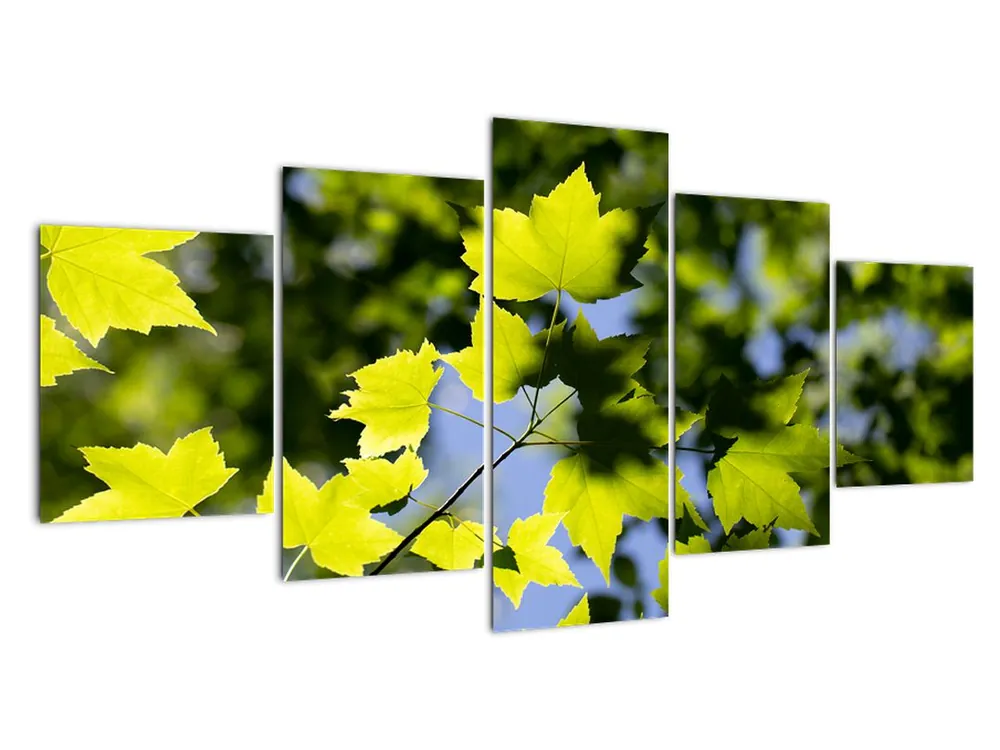 Schilderij - Esdoornbladeren Kup teraz