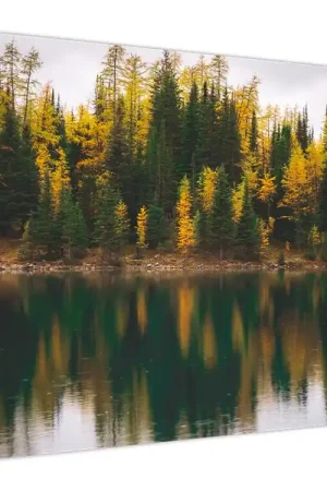 Tylko dziś Schilderij - Bosmeer