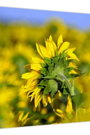Schilderij - Zonnebloem Zwrot pieniędzy