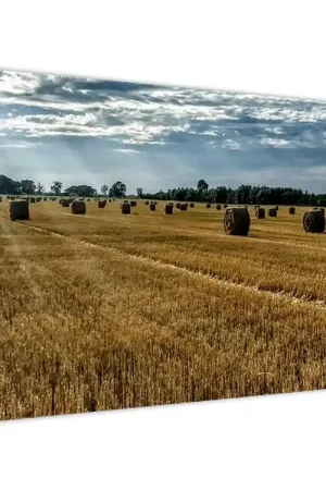 Schilderij - Graanveld na de oogst Szybka dostawa