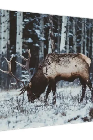 Oryginalny Schilderij - Hert in de winter
