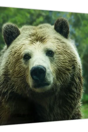 Schilderij - Beer Najlepsza cena