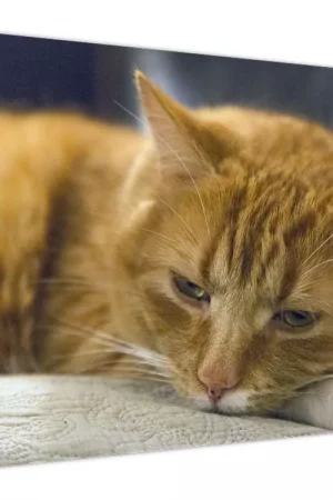 Tani Schilderij - Poes