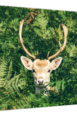 Schilderij - Hoofd van een ree, detail Ekspresowa dostawa
