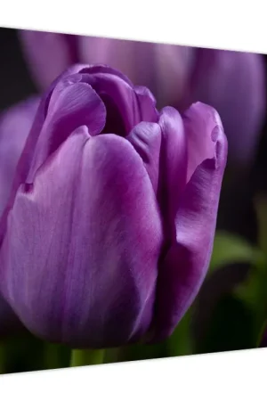 Schilderij - Tulpen Zwrot pieniędzy