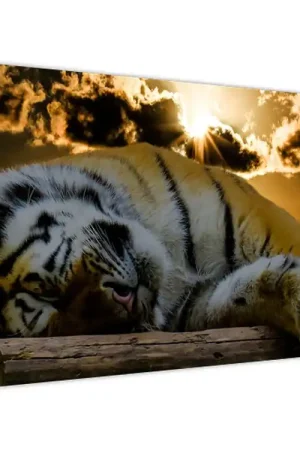 Schilderij - Slapende tijger Niska cena