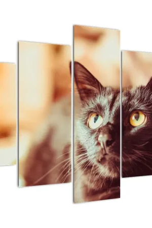 Schilderij - Zwarte poes Ostatnia szansa