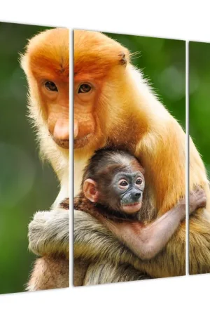 Schilderij - Apen Wyprzedaż