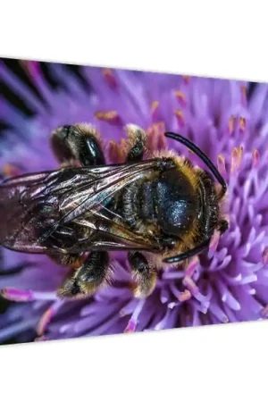 Najlepsza cena Schilderij - Bij op bloem