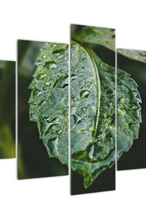 Schilderij - Druppels aan blad Zamów teraz