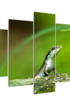 Zwrot pieniędzy Schilderij - Hagedis