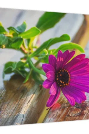 Schilderij - Snijbloemen Wysoka jakość