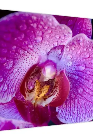 Oferta limitowana Schilderij - Orchideebloesem, detail