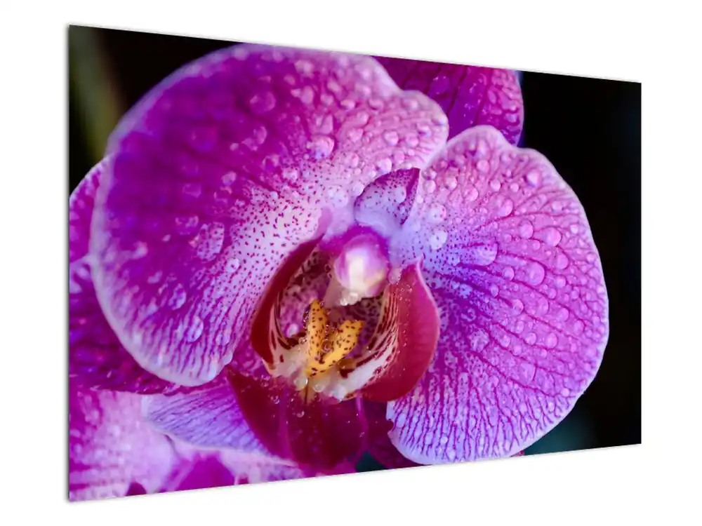 Oferta limitowana Schilderij - Orchideebloesem, detail