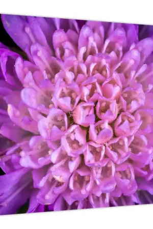 Oferta limitowana Schilderij - Bloesem, detail